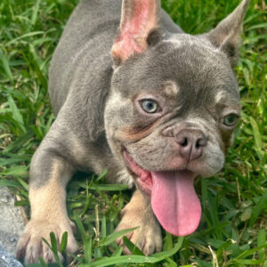 French Bulldog